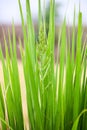 Barnyard grass or Cockspur or Echinochloa crus-galli flower with its long leaves. Royalty Free Stock Photo