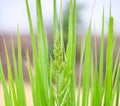 Barnyard grass or Cockspur or Echinochloa crus-galli flower with its long leaves. Royalty Free Stock Photo