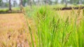 Close up of Barnyard grass or Cockspur or Echinochloa crus-galli Royalty Free Stock Photo