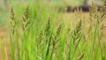 Close up of Barnyard grass or Cockspur or Echinochloa crus-galli Royalty Free Stock Photo