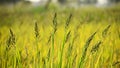 Barnyard grass or Cockspur or Echinochloa crus-galli with the yellow background Royalty Free Stock Photo