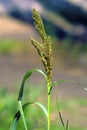 Barnyard Grass   39652 Royalty Free Stock Photo