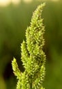 Barnyard millet bunch with green background. Royalty Free Stock Photo