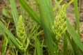 Barnyard millet bunch with leaves.