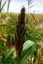 Barnyard millet. Echinochloa esculentaor Japanese millet. Nature Royalty Free Stock Photo