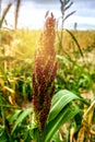 Barnyard millet. Echinochloa esculentaor Japanese millet. Nature Royalty Free Stock Photo