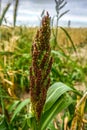 Barnyard millet. Echinochloa esculentaor Japanese millet. Nature