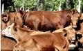 Barnyard Scene of Hereford Cows in a Pasture