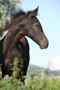 Barock pinto foal on pasturage