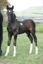 Barock pinto foal on pasturage