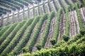 Barolo Grape-vine pattern in Italy