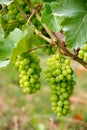 Barolo grapes in Italy