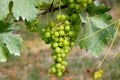 Barolo grapes in Italy