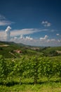 Barolo, vineyard and hills of the Langhe region. Piemonte, Italy Royalty Free Stock Photo