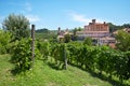 Barolo vineyards and medieval castle, blue sky in Italy Royalty Free Stock Photo