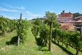 Barolo vineyards and medieval castle in Piedmont, Italy Royalty Free Stock Photo