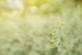 Barometer Bush on blurred background. Green background of the ground cover plants. Royalty Free Stock Photo