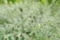 Barometer Bush on blurred background. Green background of the ground cover plants. Royalty Free Stock Photo