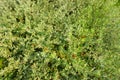 Barometer Bush on blurred background. Green background of the ground cover plants. Royalty Free Stock Photo