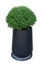 Barometer bush in a potted Royalty Free Stock Photo