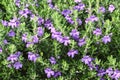 Barometer Bush, or Texas Sage in bloom.