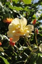 Barona Rose Garden Series - Autumn Sunset - Golden Yellow Rosa Centifolia