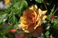 Barona Rose Garden Series - Autumn Sunset - Golden Yellow Rosa Centifolia