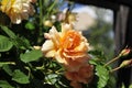 Barona Rose Garden Series - Autumn Sunset - Golden Yellow Rosa Centifolia