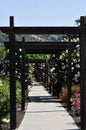 Barona Rose Garden Series - Climbing Rose Pergolas - Rosa Centifolia