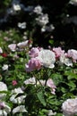 Barona Rose Garden Series - Mary Rose - White with Hint of Pink Rosa Centifolia Royalty Free Stock Photo