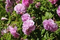 Barona Rose Garden Series - Princess Alexandra of Kent - Fragrant Pink Rosa Centifolia Royalty Free Stock Photo