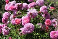 Barona Rose Garden Series -  Christopher Marlowe - Fragrant Pink Rosa Centifolia Royalty Free Stock Photo