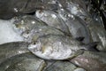 Baronang, rabbitfish or spinefoot fish (Siganus sp.) on ice in the supermarket Royalty Free Stock Photo