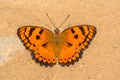 Baronet Butterfly with a brown background Royalty Free Stock Photo