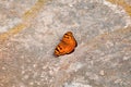 Baronet butterfly, Euthalia nais, Barnawapara WLS, Chhattisgarh. NymphalidÃ¯Â¿Â½butterfly found inÃ¯Â¿Â½South Asia. Royalty Free Stock Photo