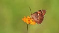Baronet Butterfly on a flower Royalty Free Stock Photo