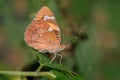 Baronet Butterfly Royalty Free Stock Photo