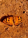 Baronet butterfly in Melghat tiger reserve Royalty Free Stock Photo