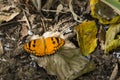 Baronet Butterfly with Open Wings Royalty Free Stock Photo