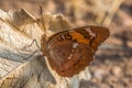 Baronet Butterfly Royalty Free Stock Photo