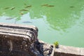 Baroque fountain element and small fish in the water at the Royal Palace in Caserta, Italy