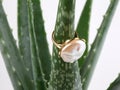 Baroque pearl gold ring isolated on aloe vera plant