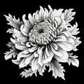 Baroque Realism Chrysanthemum Illustration On Black Background