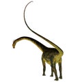 Barosaurus Dinosaur Tail
