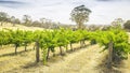 Barossa Valley Royalty Free Stock Photo