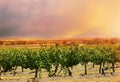 Barossa Valley rows of grape vines. Royalty Free Stock Photo