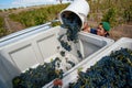 Harvest of Shiraz wine grapes in Australia`s Barossa Valley