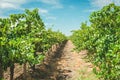 Barossa Valley Vineyard Royalty Free Stock Photo