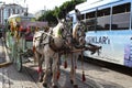 Barouche and trams on the tramline going one after the other