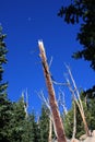 Barr Trail, Pikes Peak